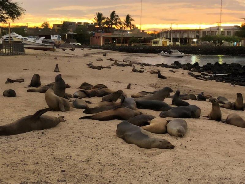 World ARC 2018 - Galapagos - Sea Lions photo copyright World Cruising taken at  and featuring the Cruising Yacht class