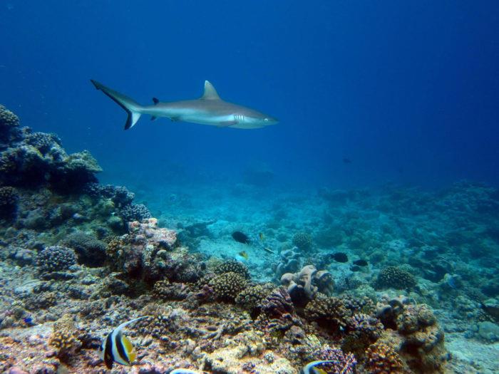 A grey reef shark swims over a reef in a large protected area far from humans photo copyright Nick Graham taken at  and featuring the Cruising Yacht class