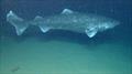 Greenland Shark photographed at 2,940 feet depth by a remotely operated vehicle