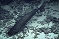 Pacific sleeper shark photographed at 3,125 feet depth by the remotely operated vehicle, Deep Discoverer