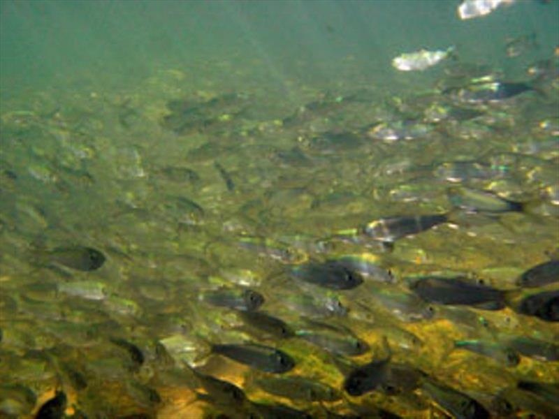 Alewives swim upstream photo copyright NOAA Fisheries taken at  and featuring the Fishing boat class