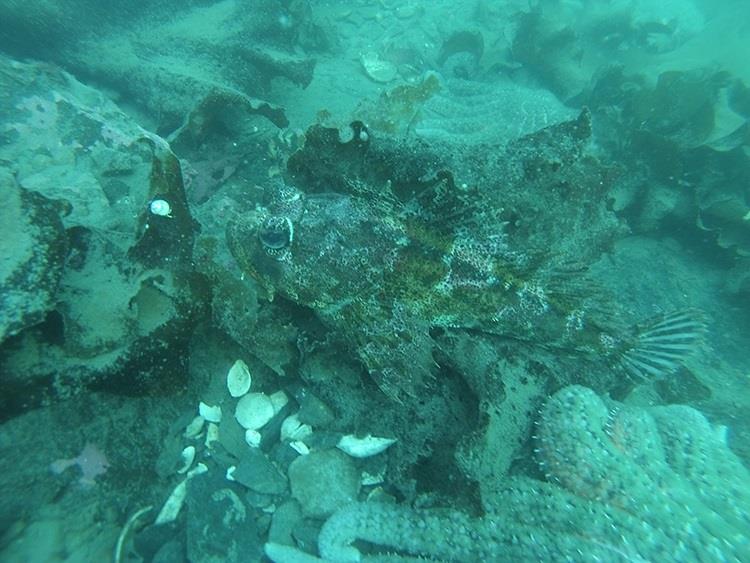 Scientists recorded how many and what types of predators were in the study area. Sculpins and sea stars were frequently observed photo copyright NOAA Fisheries/Chris Long taken at  and featuring the Fishing boat class