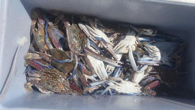 Wayne scored a great feed of quality sand crabs east of Woodgate recently - photo © Fisho's Tackle World