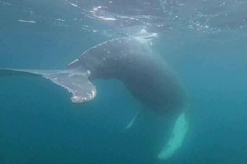 A screenshot from underwater video taken via a pole camera shows the male humpback is free of the entanglement - photo © NOAA Fisheries, taken under NOAA Fisheries permit #24359