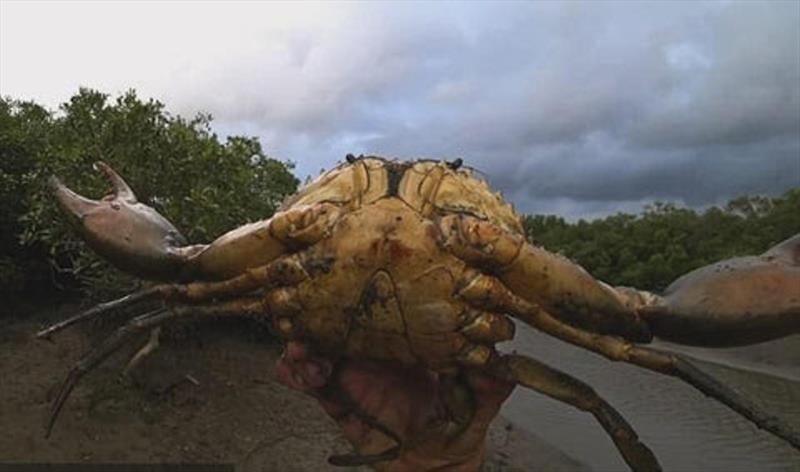 A prime example of a solid rusty buck 'male' mud crab - photo © Fisho's Tackle World