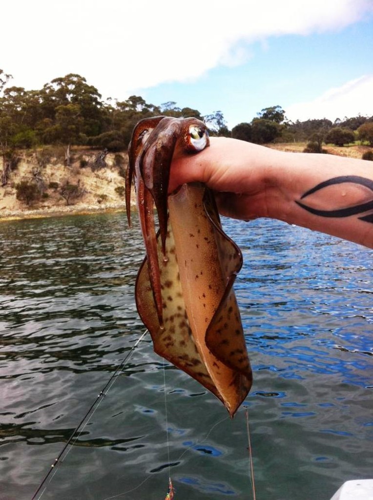 are squids fish are squids fish