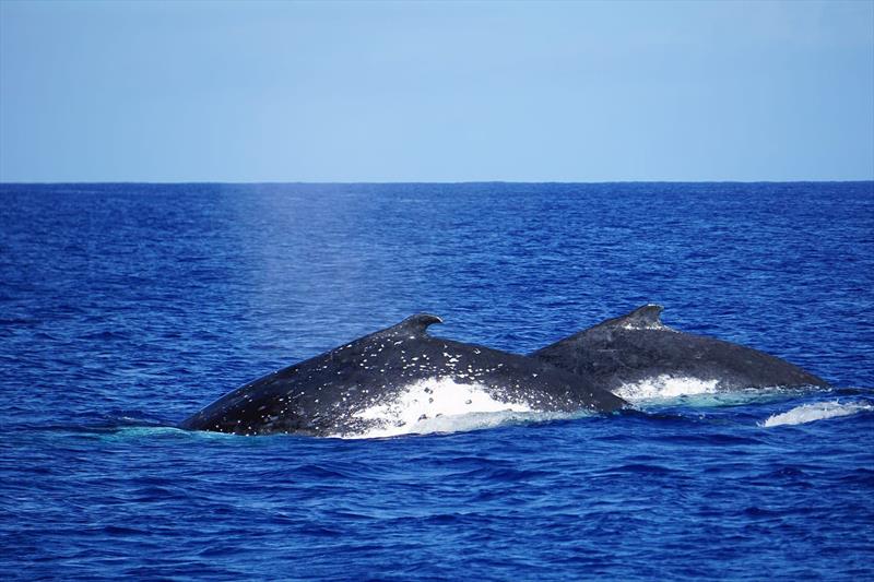 Niue - The humpback whales played through the boat on the mooring. They were curious, very careful and playful. They came as close as 3-4m to the stern of the boat, just carefully checking. An unforgettable experience photo copyright Renate Klocke taken at  and featuring the Catamaran class
