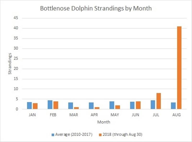 Comparison of average monthly bottlenose dolphin strandings (2010-2017) to monthly bottlenose dolphin strandings in 2018 - photo © NOAA Fisheries