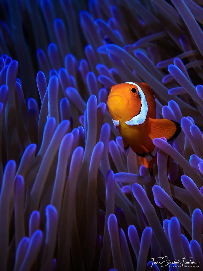 The orange clownfish (Amphiprion percula) is one of the most important species for studying the ecology and evolution of coral reef fishes photo copyright Tane Sinclair-Taylor taken at  and featuring the Cruising Yacht class