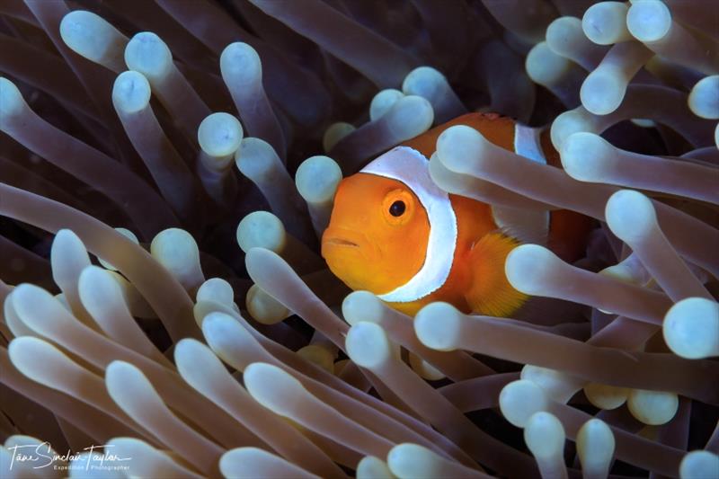 The orange clownfish (Amphiprion percula) is one of the most important species for studying the ecology and evolution of coral reef fishes photo copyright Tane Sinclair-Taylor taken at  and featuring the Cruising Yacht class