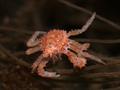 Underwater photograph of a juvenile red king crab