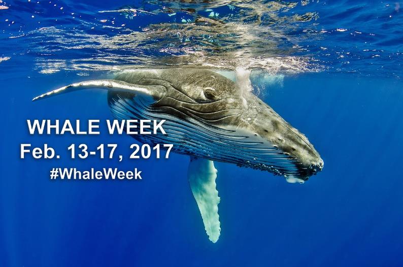 Whale Week 2017 photo copyright NOAA Fisheries taken at  and featuring the Fishing boat class