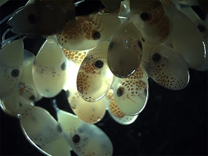 Octopus Eggs photo copyright NOAA Fisheries taken at  and featuring the Fishing boat class