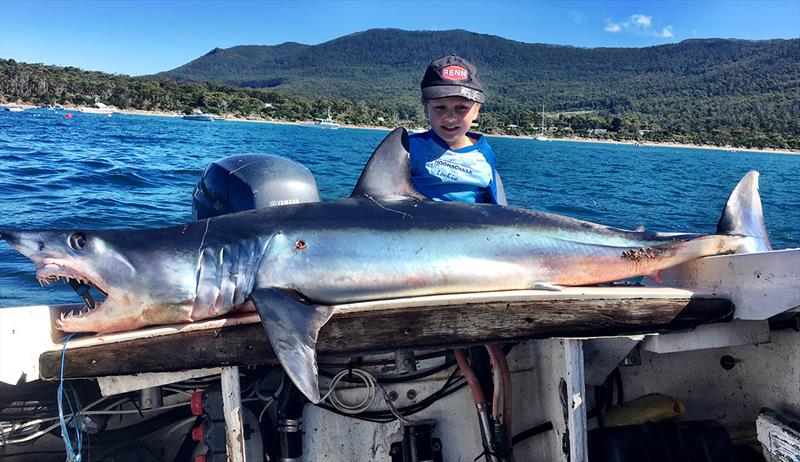 Tasmanian Sharks