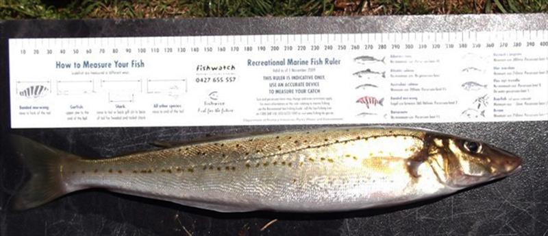King George Whiting…available at local Northern Tasmanian beaches photo copyright Carl Hyland taken at  and featuring the Fishing boat class