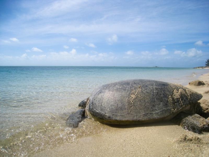Adult green sea turtle release - photo © NOAA Fisheries