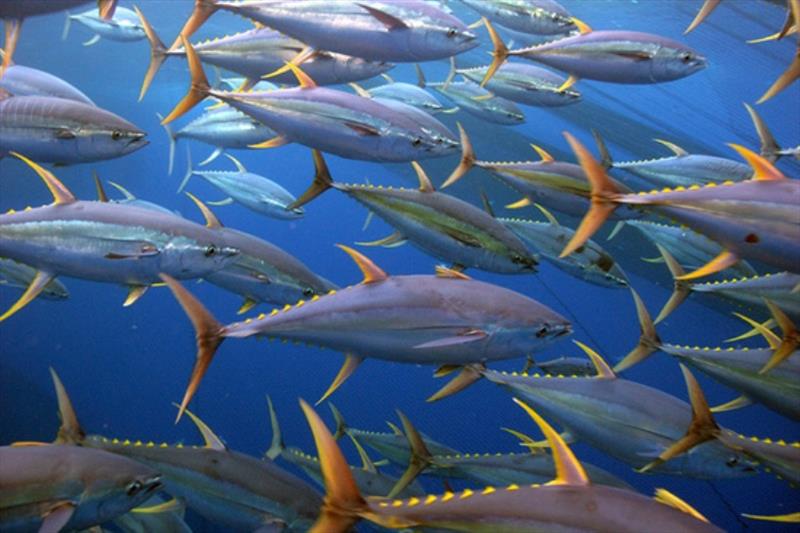 School of yellowfin tuna photo copyright NOAA Fisheries taken at  and featuring the Fishing boat class