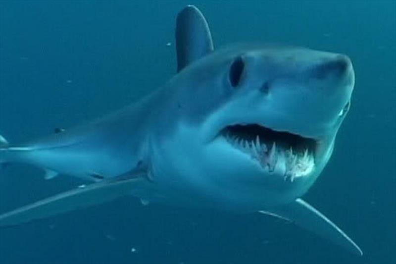 Shortfin mako sharks photo copyright NOAA Fisheries taken at  and featuring the Fishing boat class