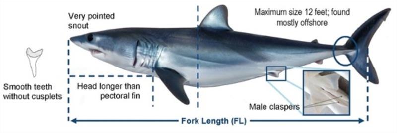 Figure 1. Diagram of shortfin mako sharks photo copyright NOAA Fisheries taken at  and featuring the Fishing boat class