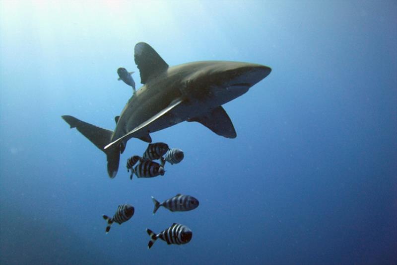 Oceanic Whitetip Shark photo copyright USFWS / Michael Aston (CC BY-NC 2.0) taken at  and featuring the Fishing boat class