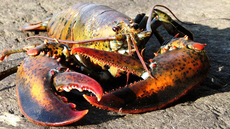 The American lobster fishery—one of the most profitable, wild-caught fisheries—grossed more than $600 million in revenue in 2016. The fishery also employs thousands of people in the New England region photo copyright DejaVuDesigns / Shutterstock.com taken at  and featuring the Fishing boat class