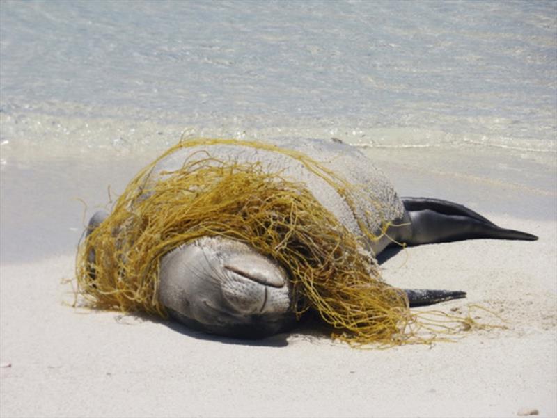 Hawaiian monk seal rests on the beach entangled in a derelict fishing net photo copyright NOAA Fisheries taken at  and featuring the Fishing boat class