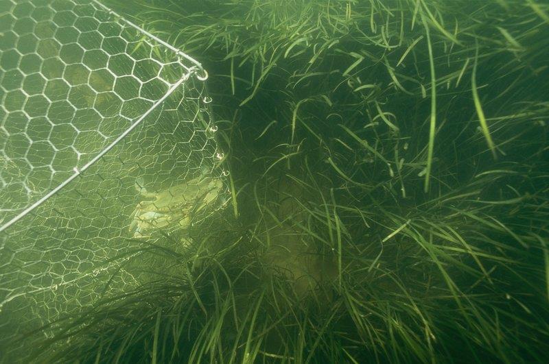 Underwater grasses and a crab pot near Crisfield, Md. In the Chesapeake Bay, underwater seagrass beds are growing, sheltering crabs and fish. The long-awaited recovery depends on efforts by farmers to prevent nutrients from polluting the giant estuary photo copyright Peter Essick / Getty Images / Aurora Creative taken at  and featuring the Fishing boat class