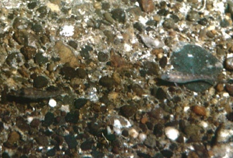 Small (~5cm length) juvenile cod on pebble habitat in the Northwest Atlantic on Georges Bank. - photo © Lough, R.G., Valentine, P.C., Potter D.C., Auditore, P.J., Bolz, G.R., Neilson