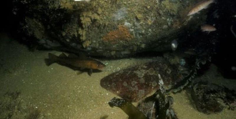 A small cod shelters near a boulder on the seafloor photo copyright Long Island Sound Resource Center taken at  and featuring the Fishing boat class