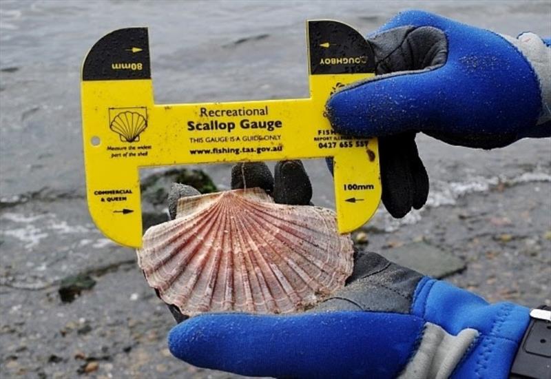 Scallop gauge photo copyright DPIPWE Fishing taken at  and featuring the Fishing boat class