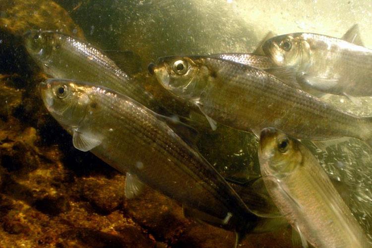 River herring heading upstream photo copyright NOAA Fisheries taken at  and featuring the Fishing boat class