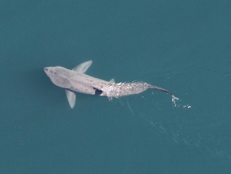 Aerial photo of basking shark in ocean photo copyright NOAA Fisheries taken at  and featuring the Fishing boat class