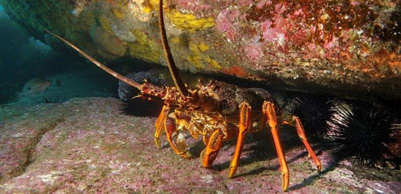 Rock lobster photo copyright DPIPWE Fishing taken at  and featuring the Fishing boat class