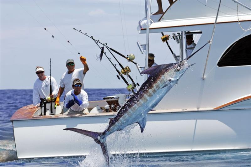 Big Rock Blue Marlin Tournament photo copyright thebigrock.com taken at  and featuring the Fishing boat class