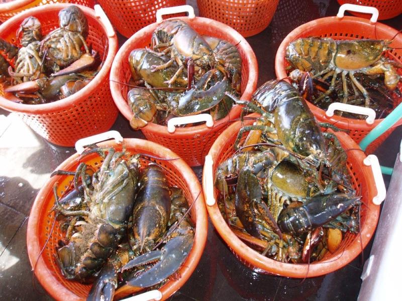 Lobsters are temperature sensitive photo copyright NOAA Fisheries taken at  and featuring the Fishing boat class