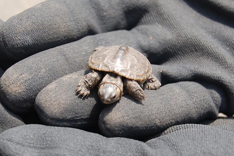 A young diamondback terrapin before being released on Chenier Ronquille Barrier Island, LA photo copyright Gulf Spill Restoration taken at  and featuring the Fishing boat class