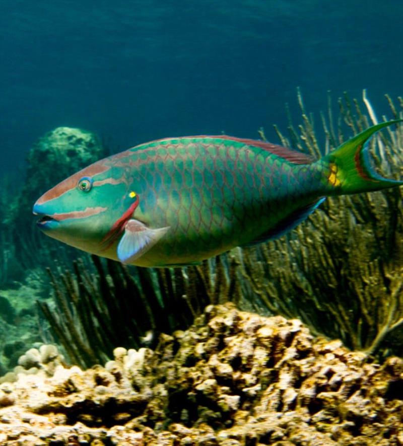 The stoplight parrotfish (Sparisoma viride) is one of the most important consumers of seaweed on coral reefs. This is a terminal phase male, observed at St. Croix, U.S. Virgin Islands photo copyright Peter Mumby taken at  and featuring the Fishing boat class