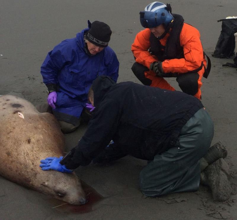 NOAA Fisheries team collects samples from a dead Steller sea lion near Cordova, Alaska in June 2015 photo copyright NOAA Fisheries taken at  and featuring the Fishing boat class