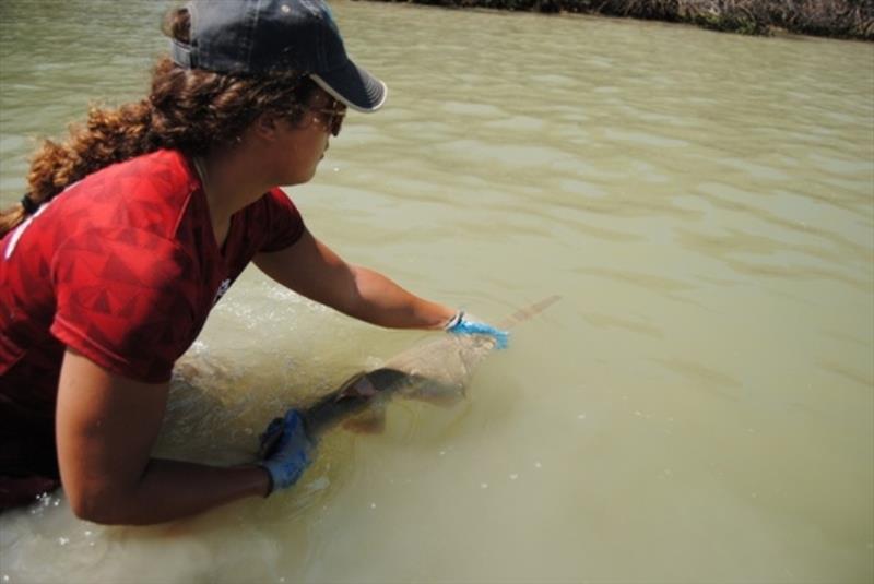 Tagging smalltooth sawfish Florida Everglades photo copyright NOAA Fisheries taken at  and featuring the Fishing boat class