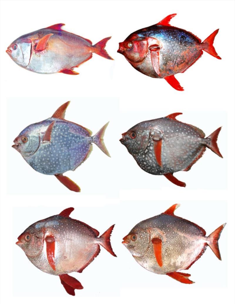 Lampris immaculatus (Top Right) (Photo by Dianne J. Bray), Lampris guttatus (Mid Left) (Photo by Patrice Francour), Lampris australensis (Mid Right), Lampris lauta (Bottom Left), Lampris megalopsis (Bottom Right), Lampris incognitus photo copyright NOAA Fisheries / Matthew Craig taken at  and featuring the Fishing boat class
