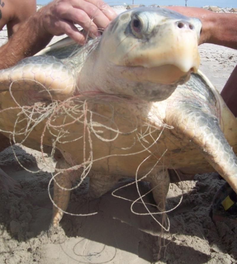 Wildlife can easily become entangled in fishing line that's not disposed of properly - photo © U.S. National Park Service