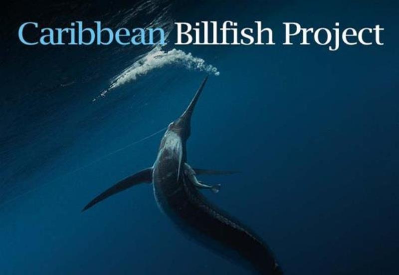 Caribbean Billfish Project photo copyright IGFA taken at  and featuring the Fishing boat class