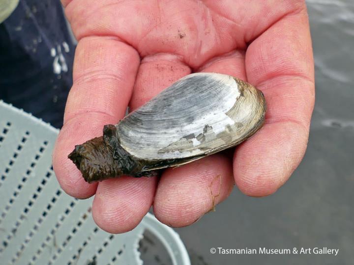 Mya Japonica - soft-shell clam - base view photo copyright Tasmanian Museum and Art Gallery taken at  and featuring the Fishing boat class