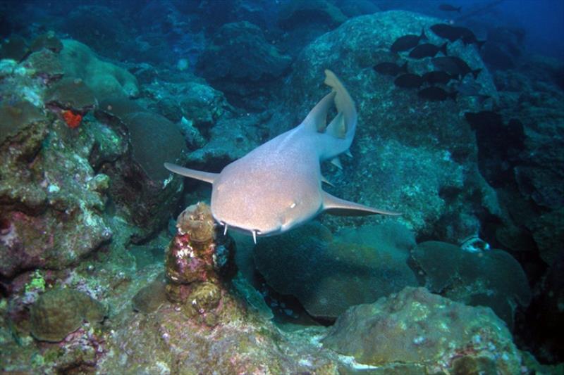 Nurse shark photo copyright NOAA Fisheries taken at  and featuring the Fishing boat class