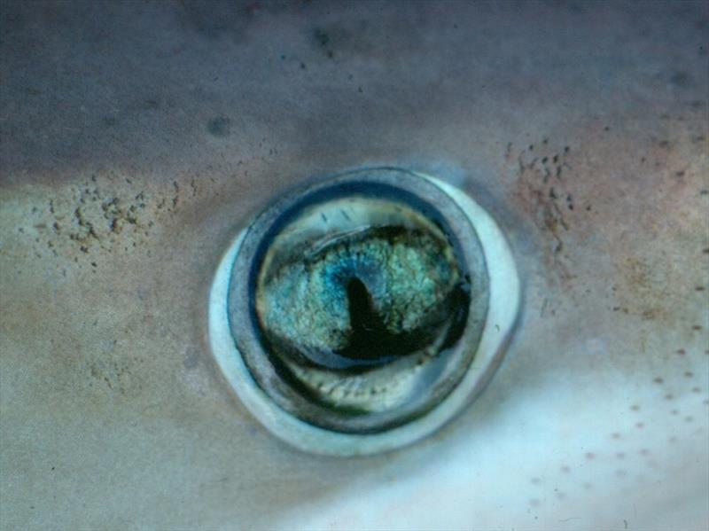 A night shark's green eye - photo © NOAA Fisheries