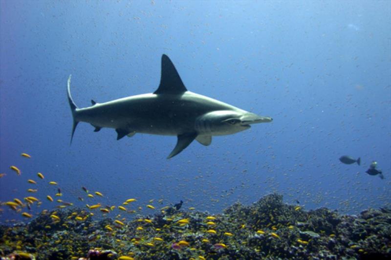 Scalloped hammerhead shark photo copyright NOAA Fisheries taken at  and featuring the Fishing boat class