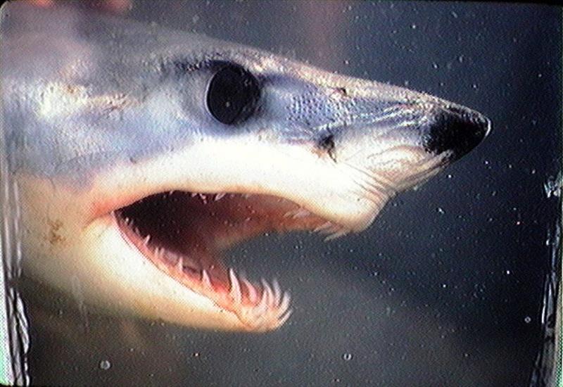 Shortfin mako shark - photo © NOAA Fisheries