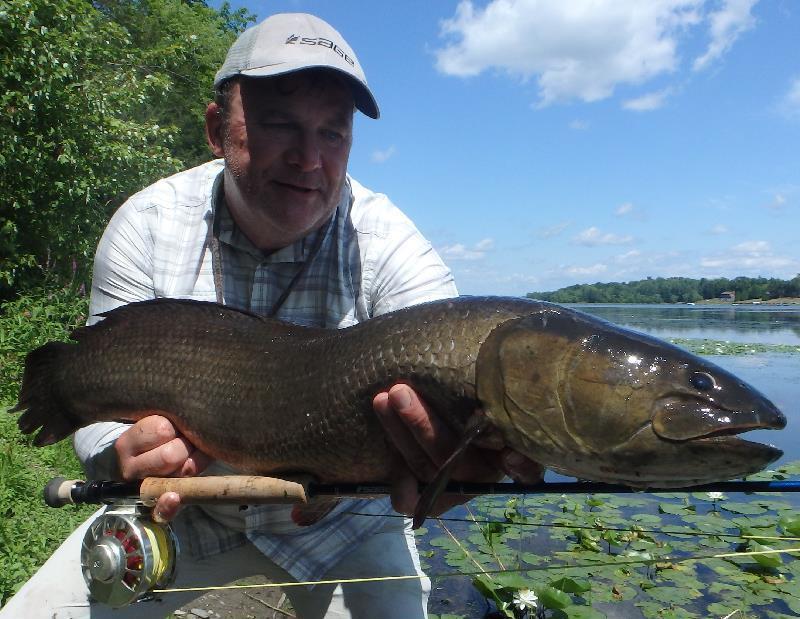 Richard Hart caught and released this impressive 82 centimeter bowfin (Amia calva) on July 29, 2018 while fly fishing on Lake Champlain, Vermont. - photo © IGFA