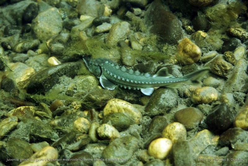 Juvenile green sturgeon photo copyright Thomas Dunklin taken at  and featuring the Fishing boat class