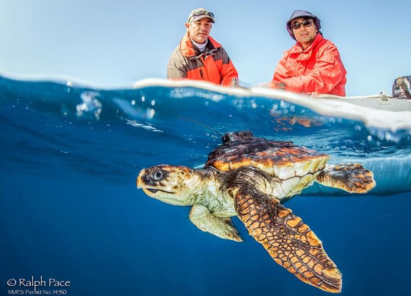 The first ever loggerhead sea turtle to be tagged off the U.S. West Coast, along with two of the NOAAFisheries scientists who tagged him, Jeff Seminoff (left) and Tomo Eguchi photo copyright Ralph Pace taken at  and featuring the Fishing boat class